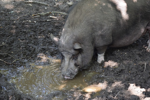 英超：利物浦0比3惨败狼队